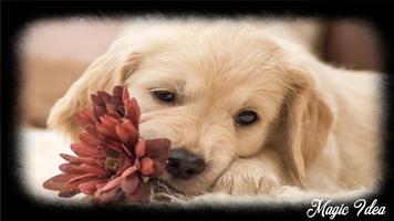 Golden Retriever Wallpaper ảnh chụp màn hình 2