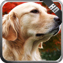 Golden Retriever Pack 2 APK