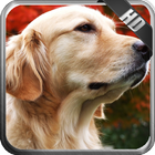 Golden Retriever Pack 2 icon