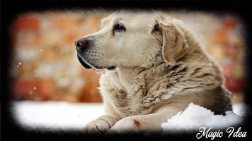 1 Schermata Golden Retriever Pack 2