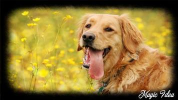 Golden Retriever Pack 2 imagem de tela 2