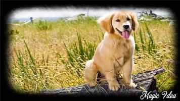 3 Schermata Golden Retriever Pack 2