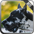 Great Dane Wallpaper icono