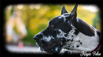 Great Dane Wallpaper постер