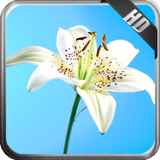 Lily Wallpaper آئیکن