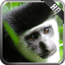 Monkey Wallpaper APK