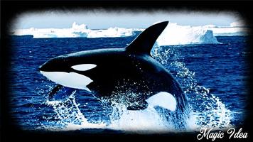 Orca Wallpaper capture d'écran 3