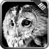 Owl Wallpaper APK