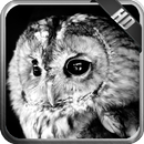 Owl Wallpaper aplikacja