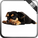 Pinscher Wallpaper APK