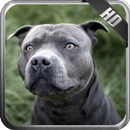 Pitbull Wallpaper APK