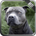 Pitbull Wallpaper 图标