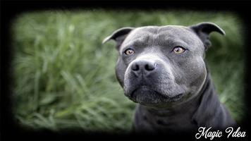 Pitbull Wallpaper 海报