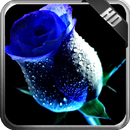 Blue Rose Wallpaper APK