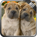 Shar Pei Pack 2 Wallpaper APK