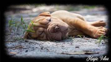 Shar Pei Pack 2 Wallpaper capture d'écran 1