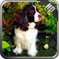 Springer Spaniel Wallpaper