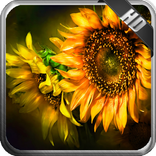 Sunflower Pack 3 Wallpaper