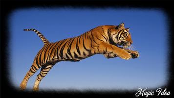 Tiger Wallpaper 截圖 3