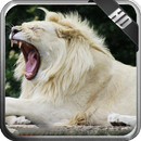 White Lion Pack 2 Wallpaper APK