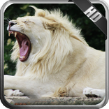 White Lion Pack 2 Wallpaper