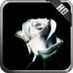 White Rose Wallpaper