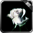 White Rose Wallpaper APK