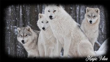 White Wolf Wallpaper اسکرین شاٹ 2