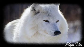 White Wolf Wallpaper اسکرین شاٹ 3