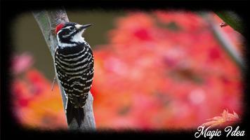 Woodpecker Wallpaper capture d'écran 1