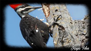 Woodpecker Wallpaper capture d'écran 2