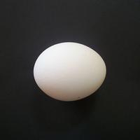 अंडा स्क्रीनशॉट 1