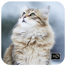 Maine Coon Wallpapers HD - Fanny APK