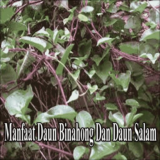 manfaat daun binahong  daun salam  android apk