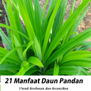 Pandan Leaves Benefits APK