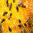 benefits of Honey