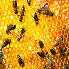 Vorteile von Honig Zeichen