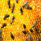 benefits of Honey icon