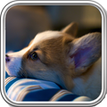 Corgi Wallpaper