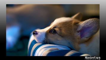 Corgi Wallpaper-poster