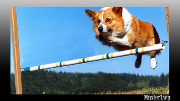 Corgi Wallpaper screenshot 2