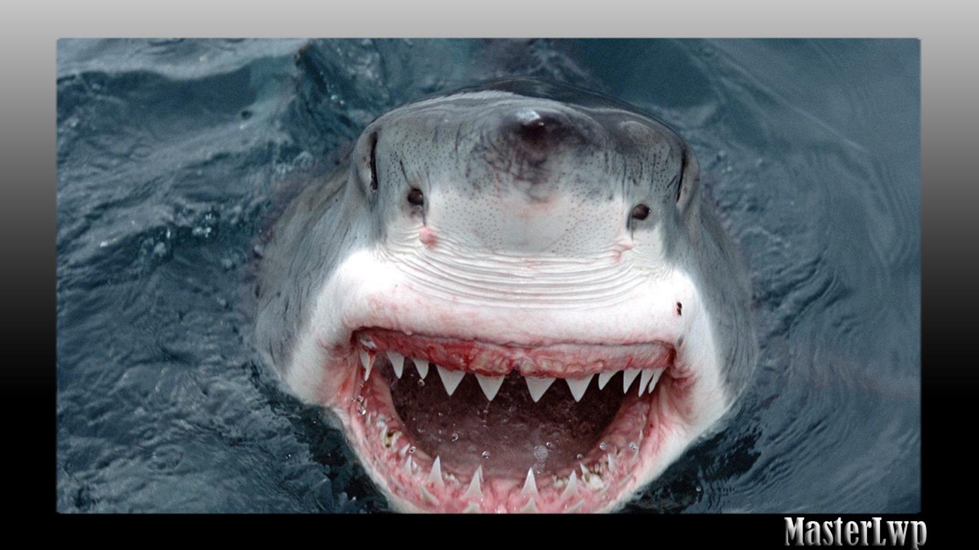 Megalodon Wallpaper for Android - APK Download