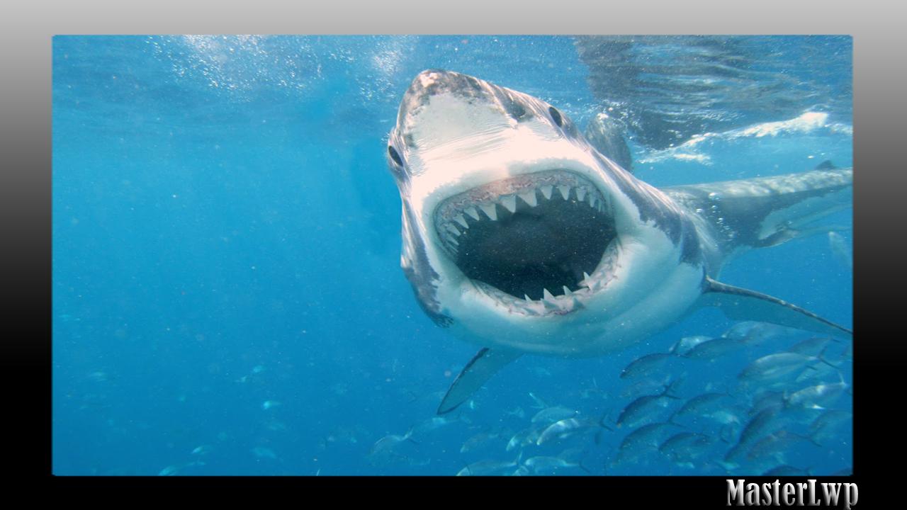 Megalodon Wallpaper for Android - APK Download