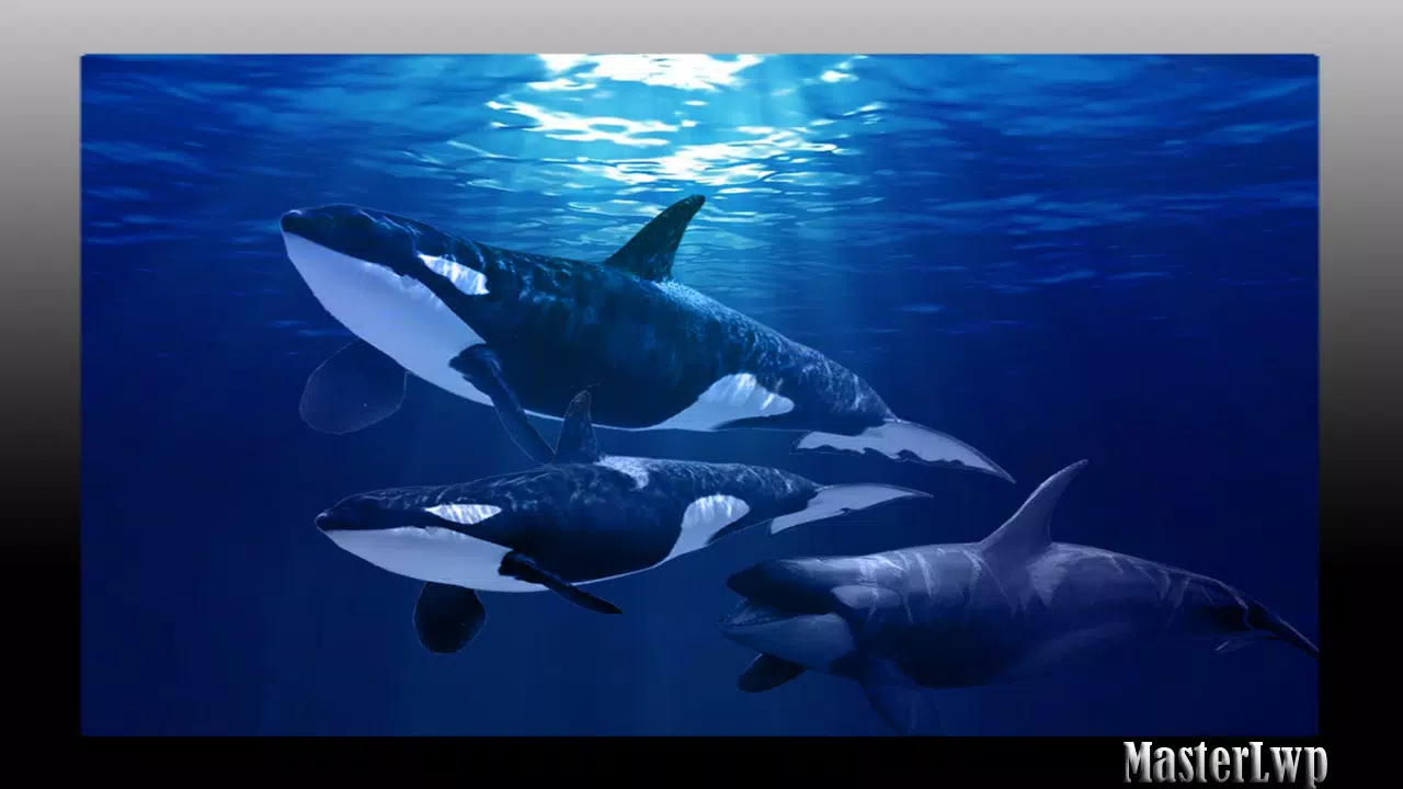Orca Wallpaper APK for Android Download Orca Wallpaper APK for Android Download