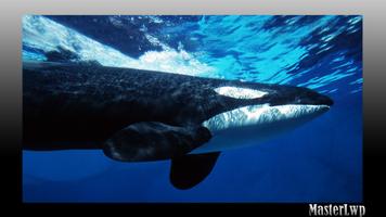 Orca Wallpaper स्क्रीनशॉट 1