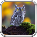 Owl Wallpaper