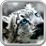 Snow Leopard Wallpaper