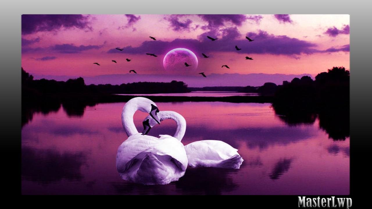 ดาวน์โหลด Swan Wallpaper APK สำหรับ Android ดาวน์โหลด Swan Wallpaper APK สำหรับ Android