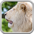 White Lion Wallpaper