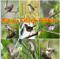 Masteran Burung Ciblek MP3 screenshot 2